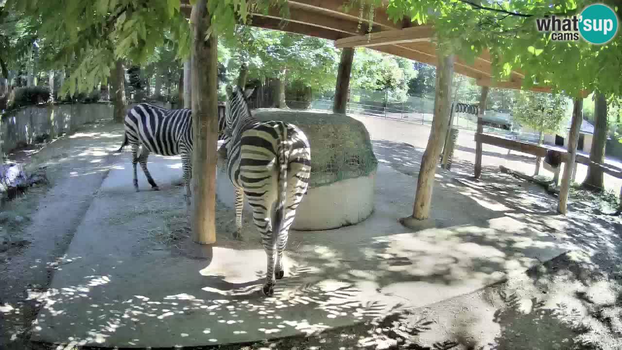 Live webcam Zebras in Ljubljana ZOO – Slovenia