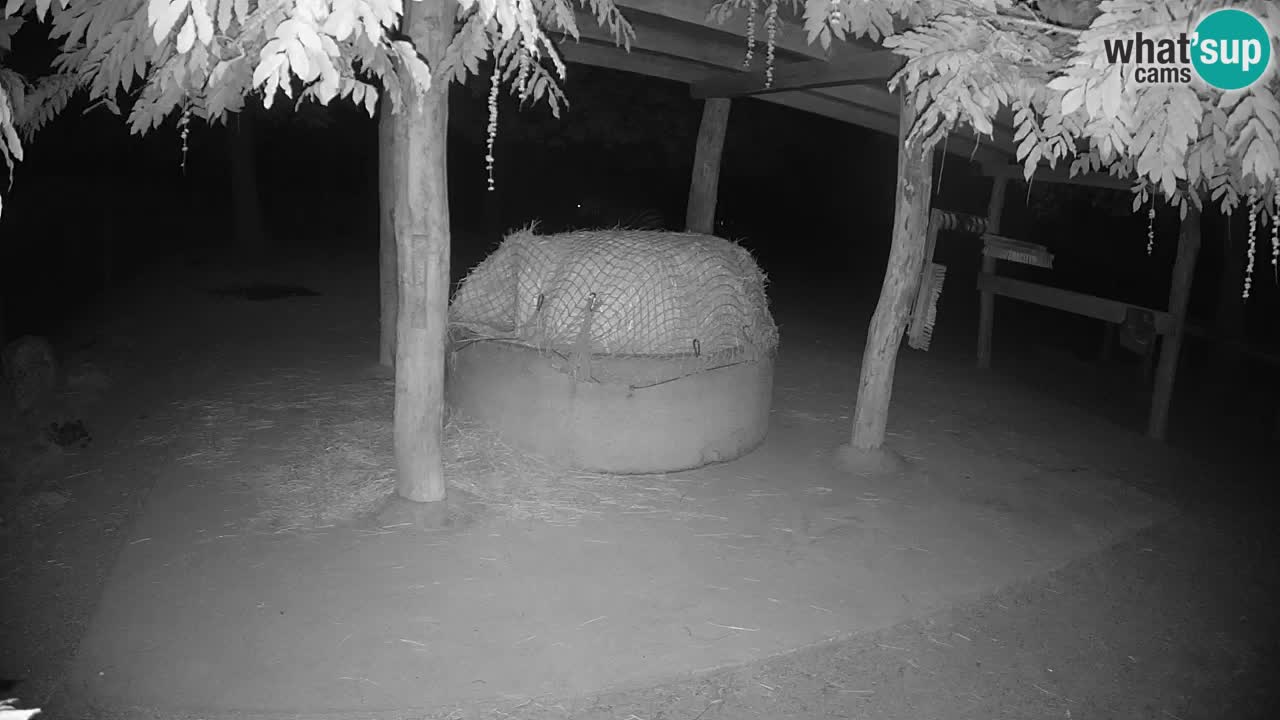Live webcam Zebras in Ljubljana ZOO – Slovenia