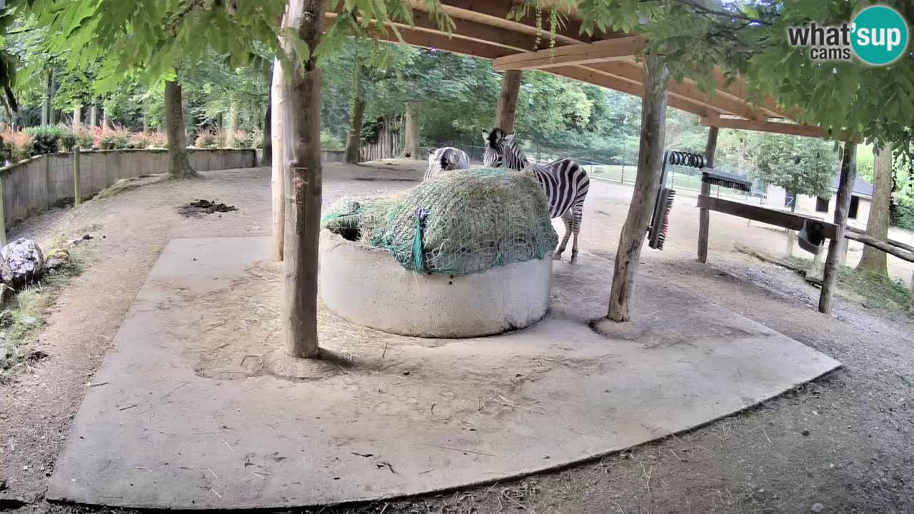 Live webcam Les zèbres in Ljubljana ZOO – Slovénie