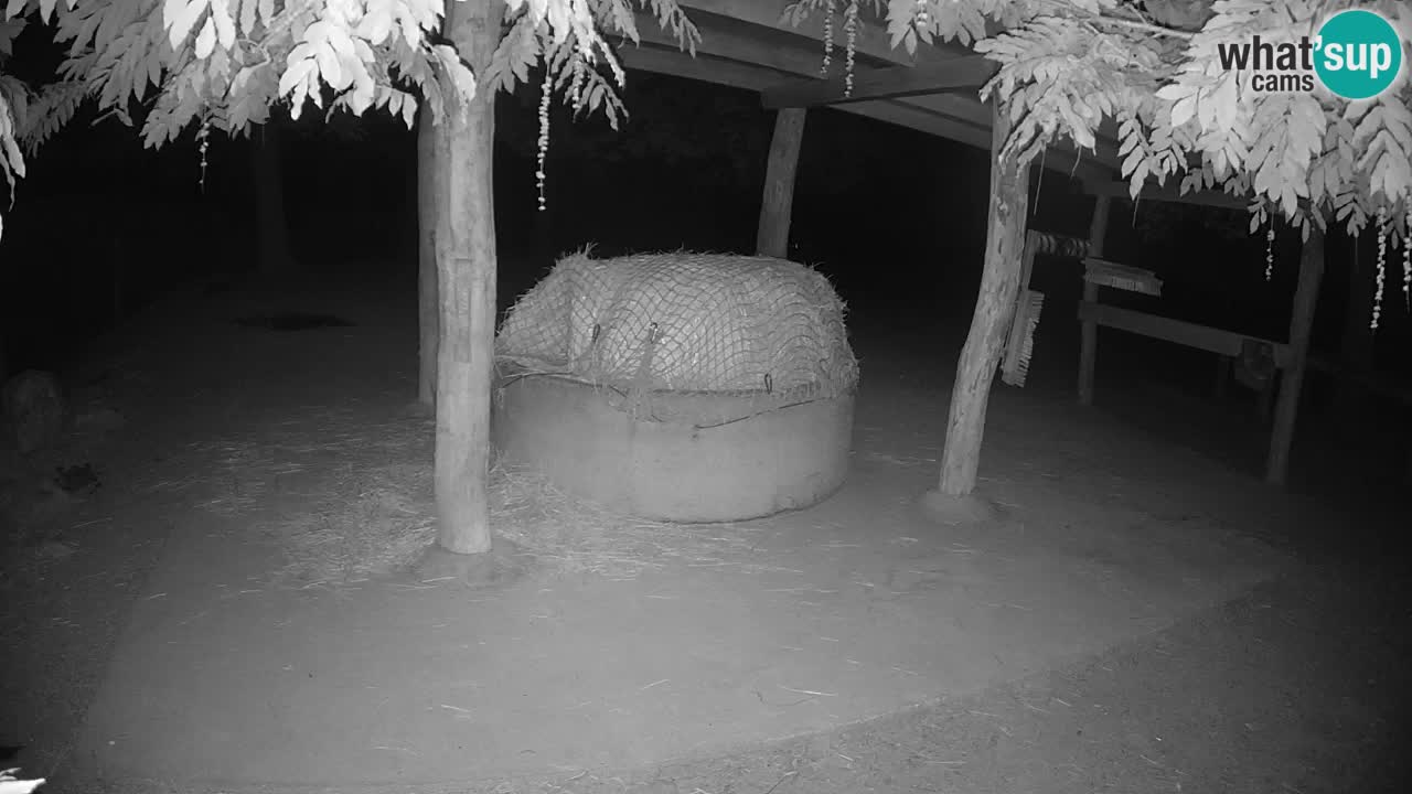 Live Webcam Zebras in Ljubljana ZOO – Slowenien