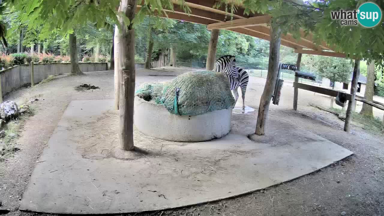 Live webcam Zebras in Ljubljana ZOO – Slovenia