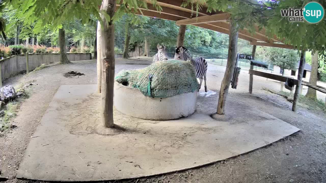 Live webcam Zebras in Ljubljana ZOO – Slovenia