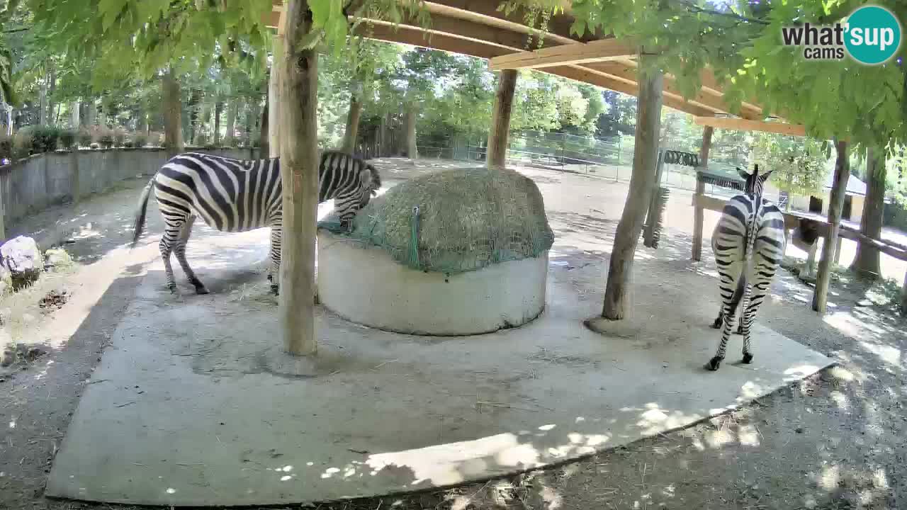 Live webcam Zebras in Ljubljana ZOO – Slovenia