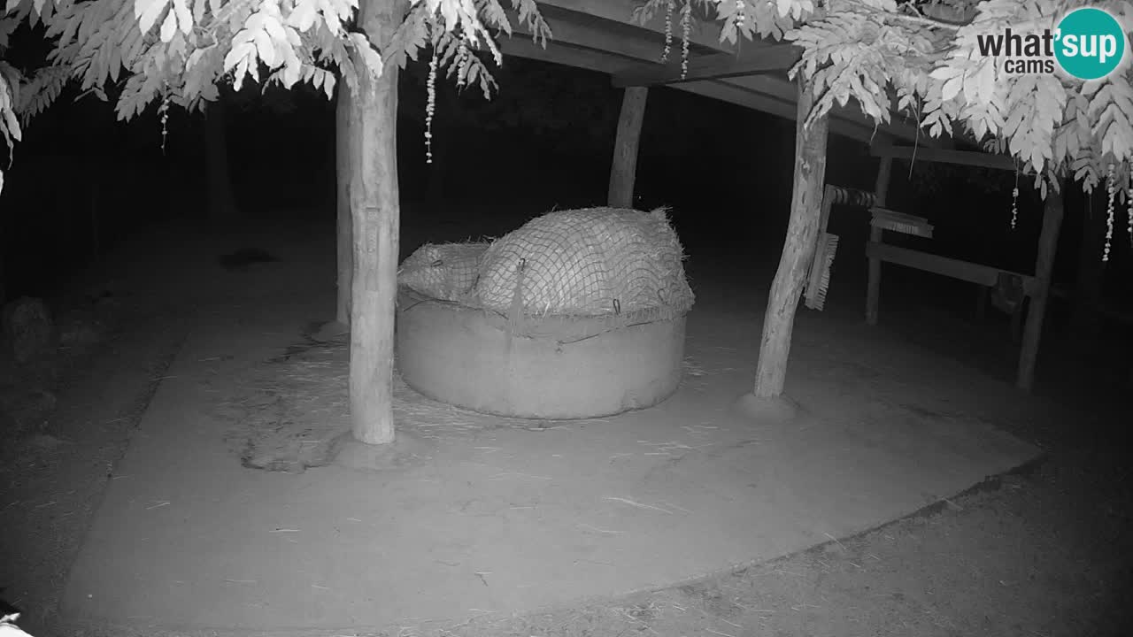 Zebre v živo v živalskem vrtu Ljubljana ZOO spletne kamere