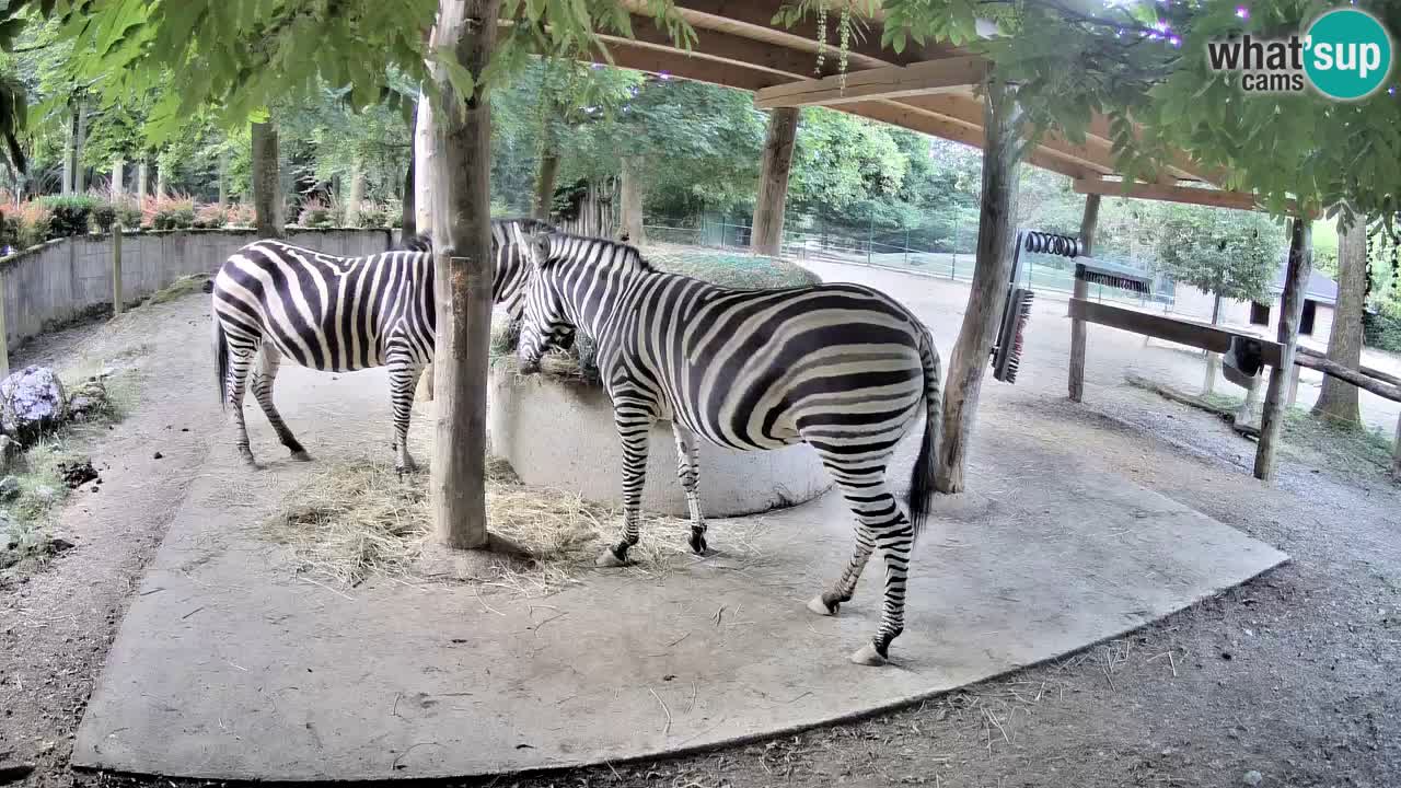 Le Zebre nello ZOO di Ljubljana – Slovenia Live webcam