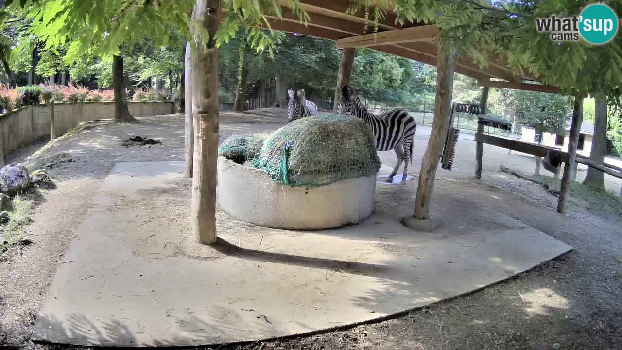 Le Zebre nello ZOO di Ljubljana – Slovenia Live webcam