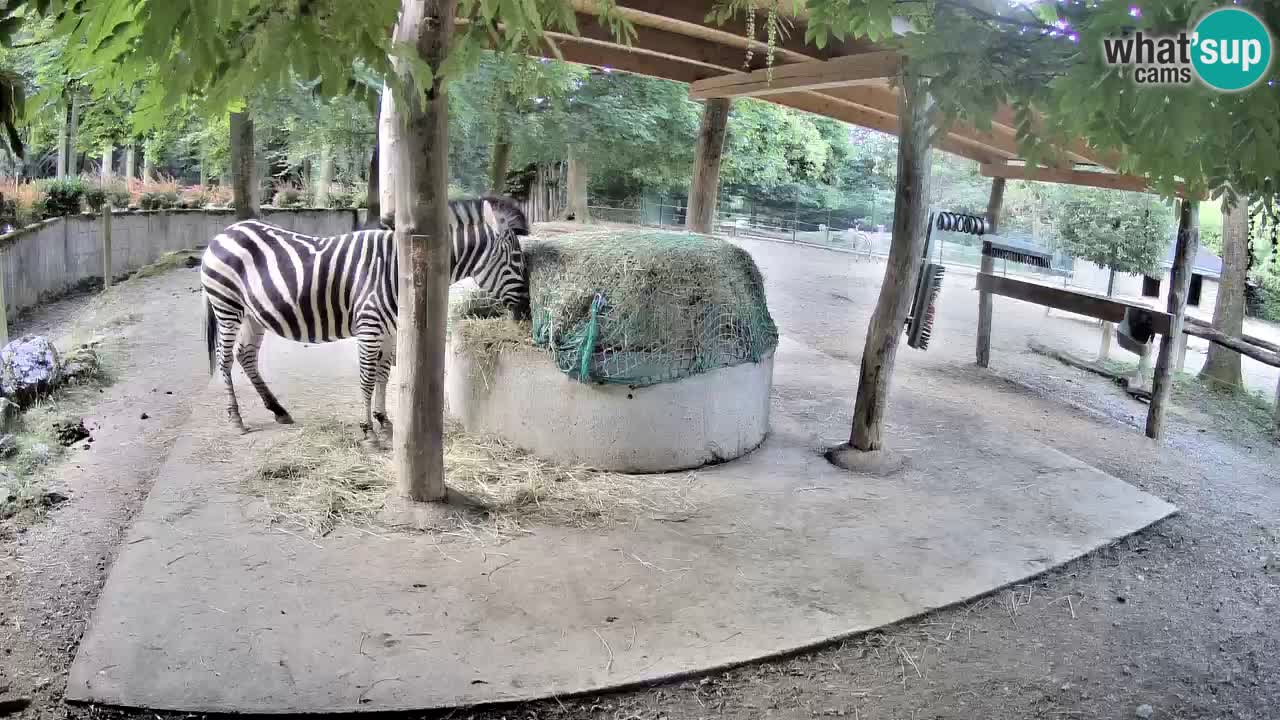 Le Zebre nello ZOO di Ljubljana – Slovenia Live webcam
