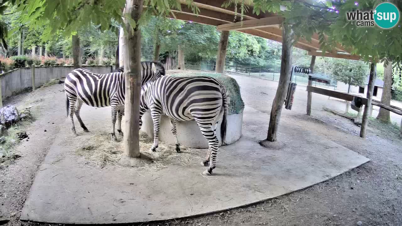Web kamera uživo Zebras u ZOO Ljubljana – Slovenija