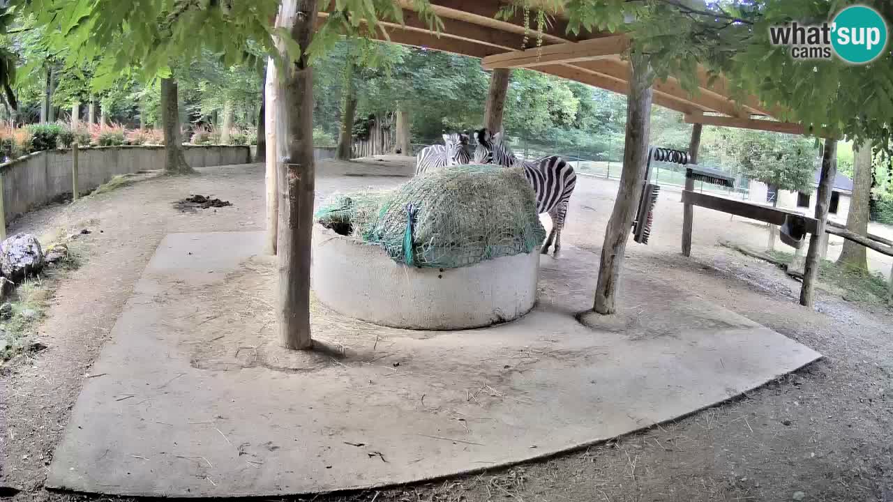 Live webcam Zebras in Ljubljana ZOO – Slovenia