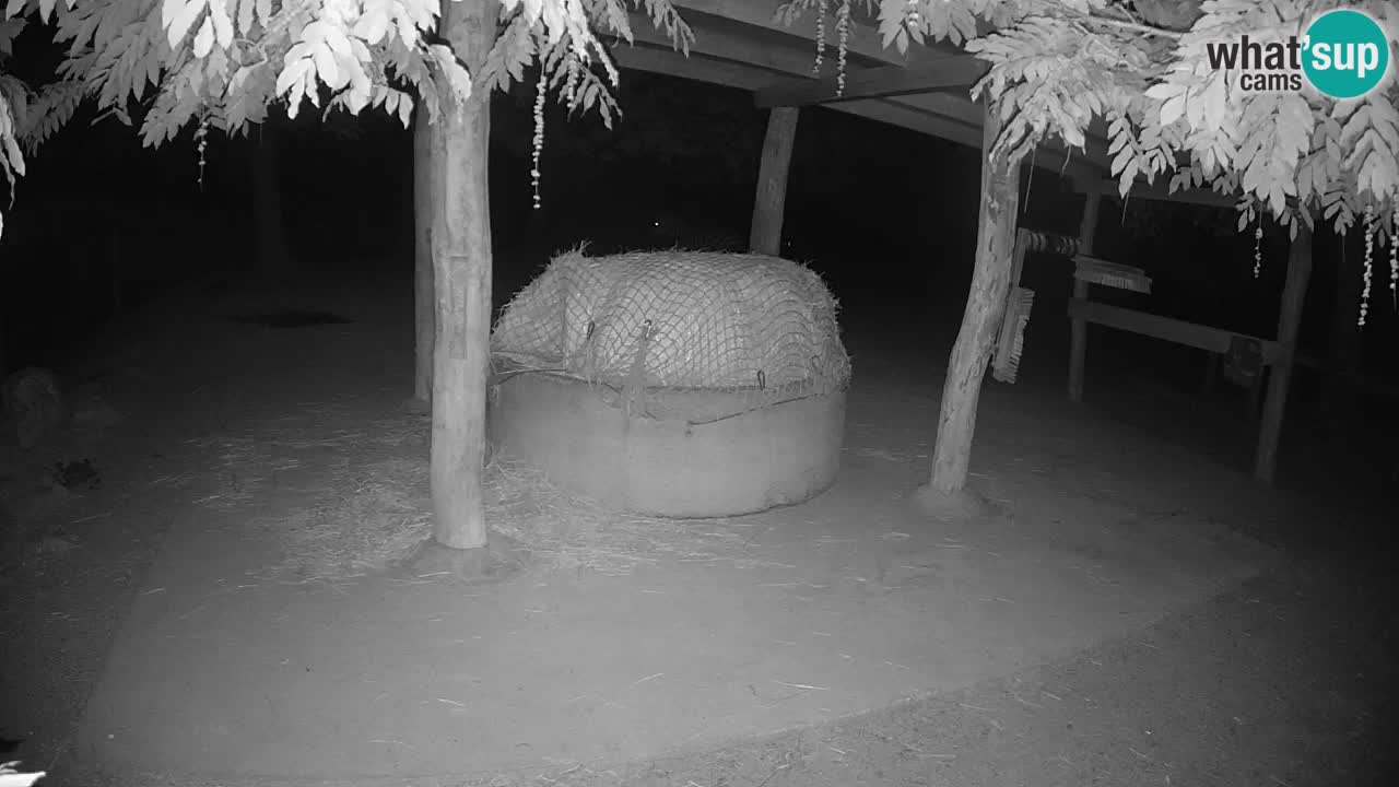 Live webcam Zebras in Ljubljana ZOO – Slovenia
