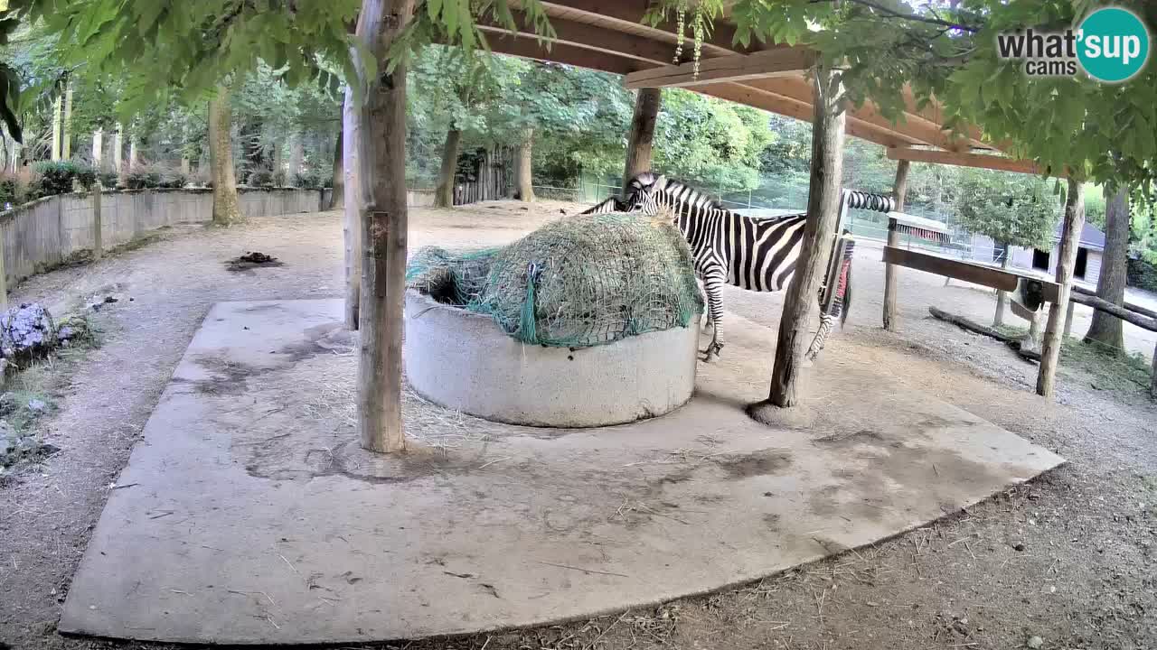 Live Webcam Zebras in Ljubljana ZOO – Slowenien