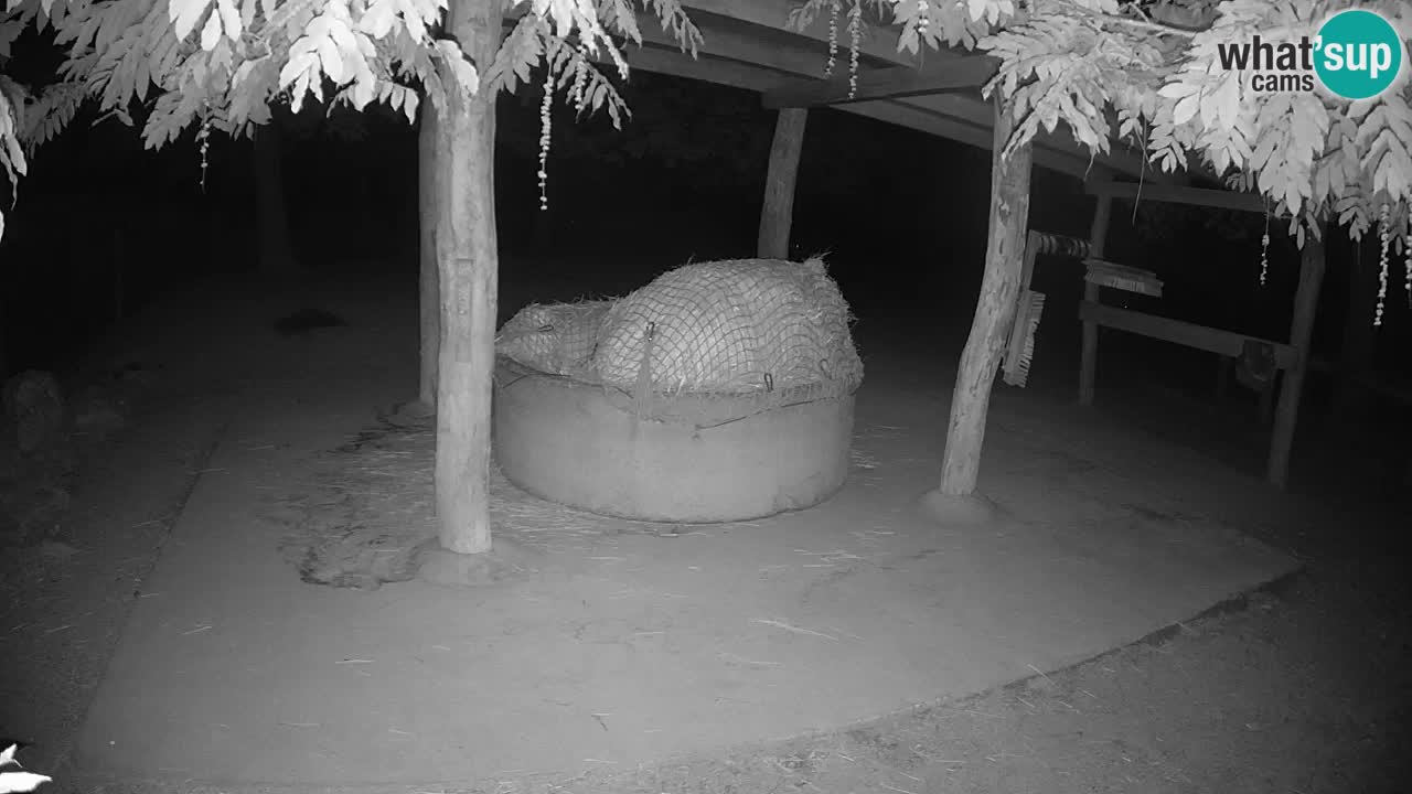 Camera en vivo Cebras in Ljubljana ZOO – Eslovenia