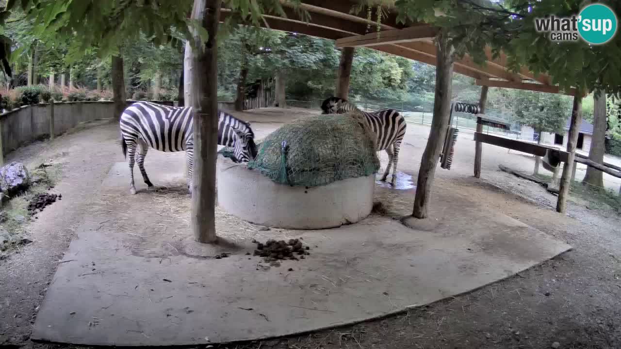 Web kamera uživo Zebras u ZOO Ljubljana – Slovenija