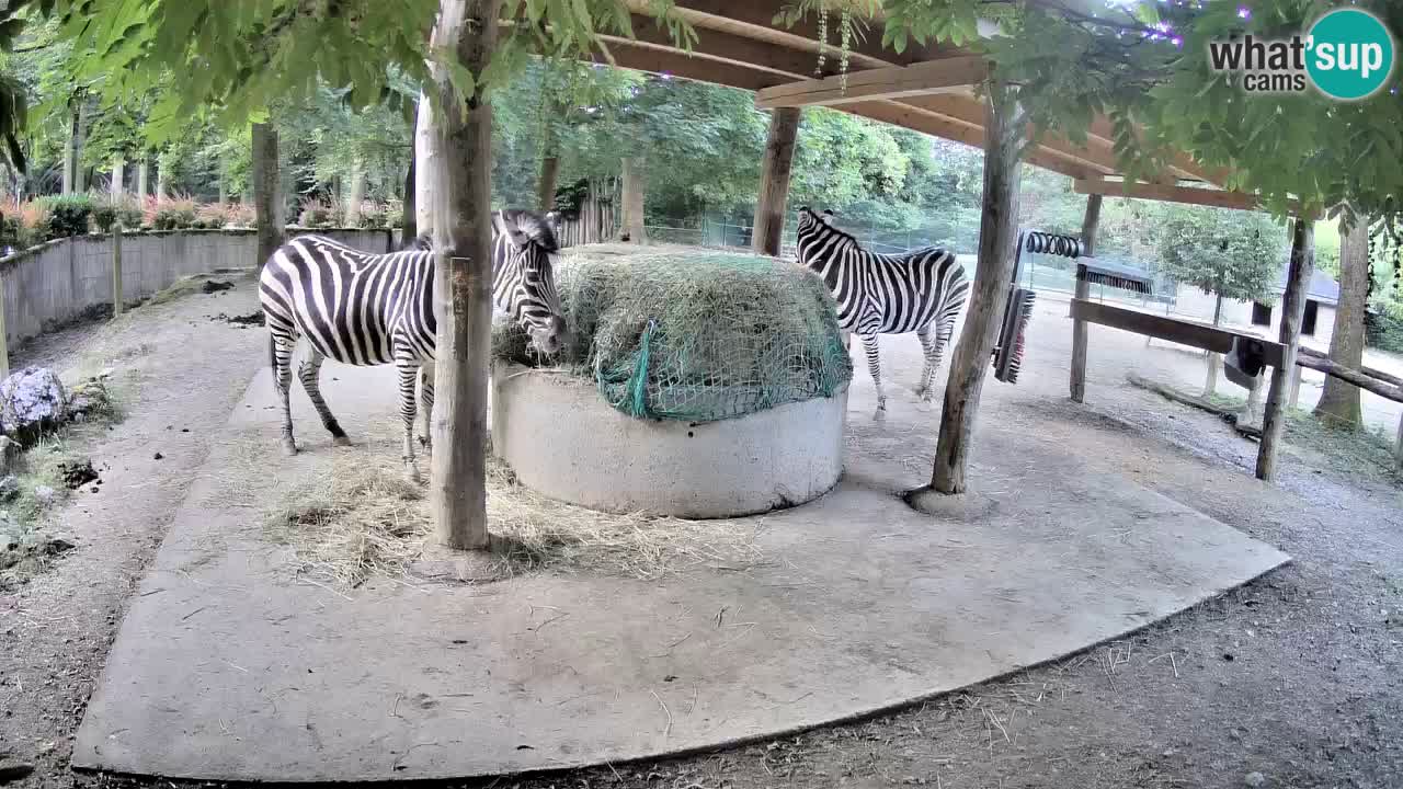 Web kamera uživo Zebras u ZOO Ljubljana – Slovenija