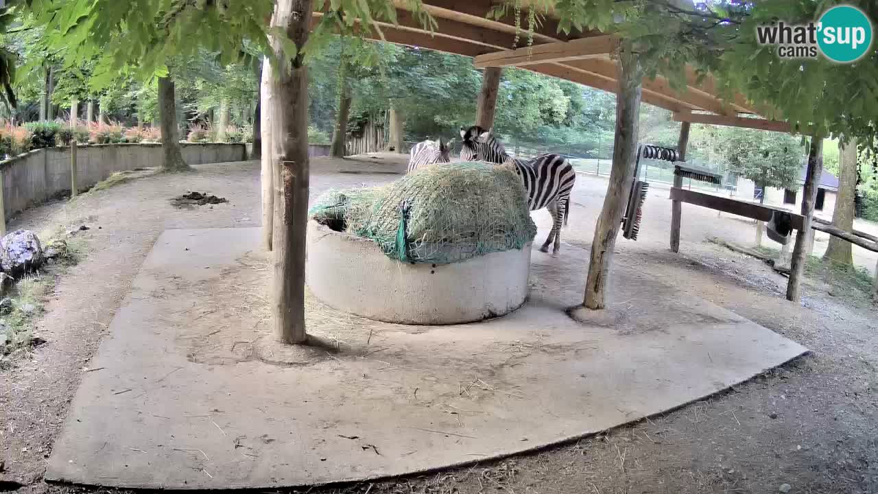 Web kamera uživo Zebras u ZOO Ljubljana – Slovenija