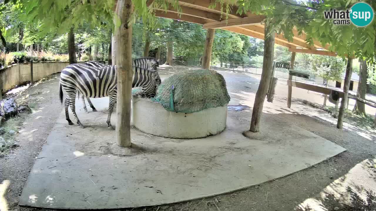 Web kamera uživo Zebras u ZOO Ljubljana – Slovenija