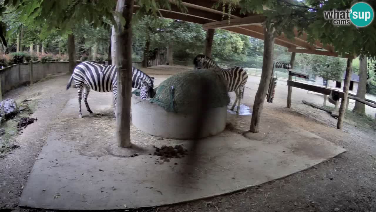 Camera en vivo Cebras in Ljubljana ZOO – Eslovenia