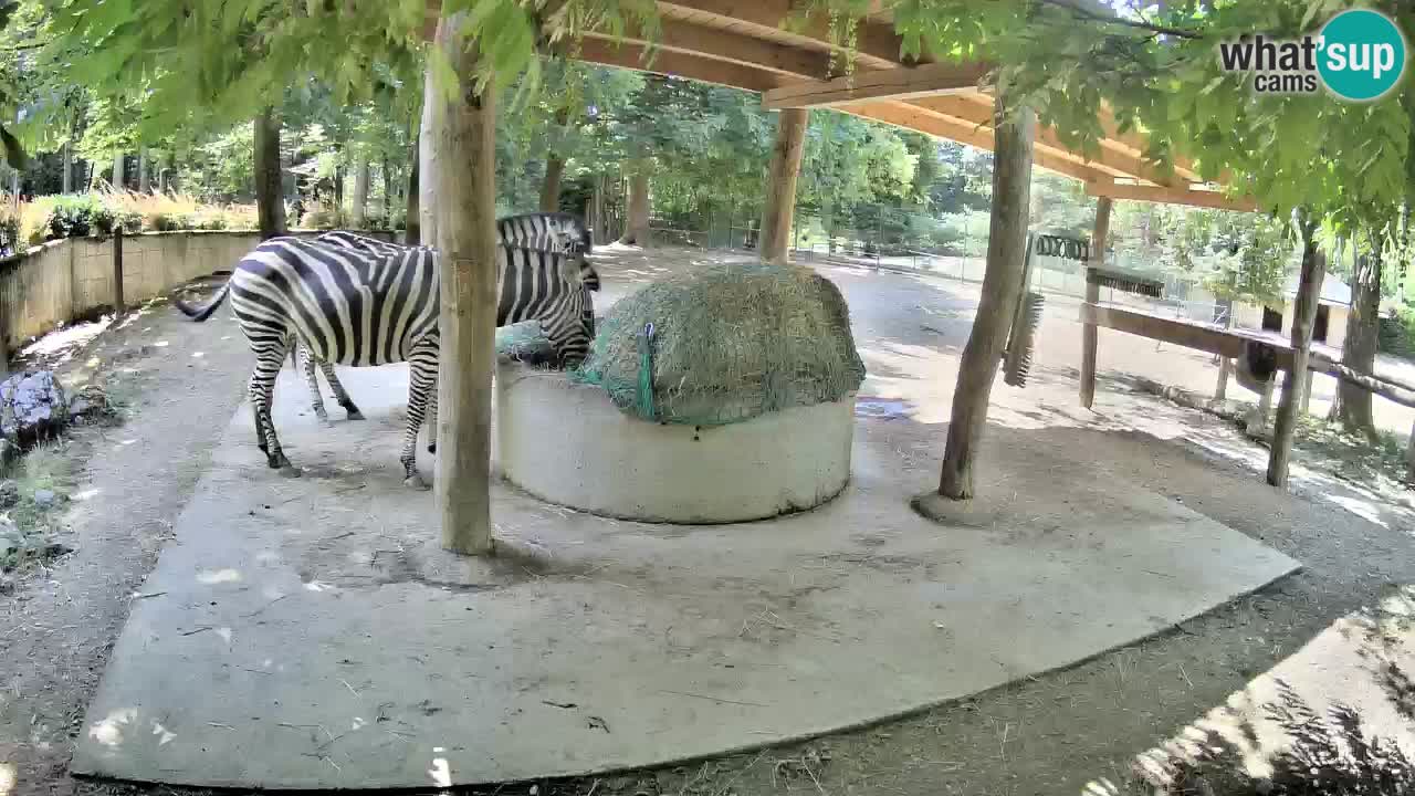 Web kamera uživo Zebras u ZOO Ljubljana – Slovenija