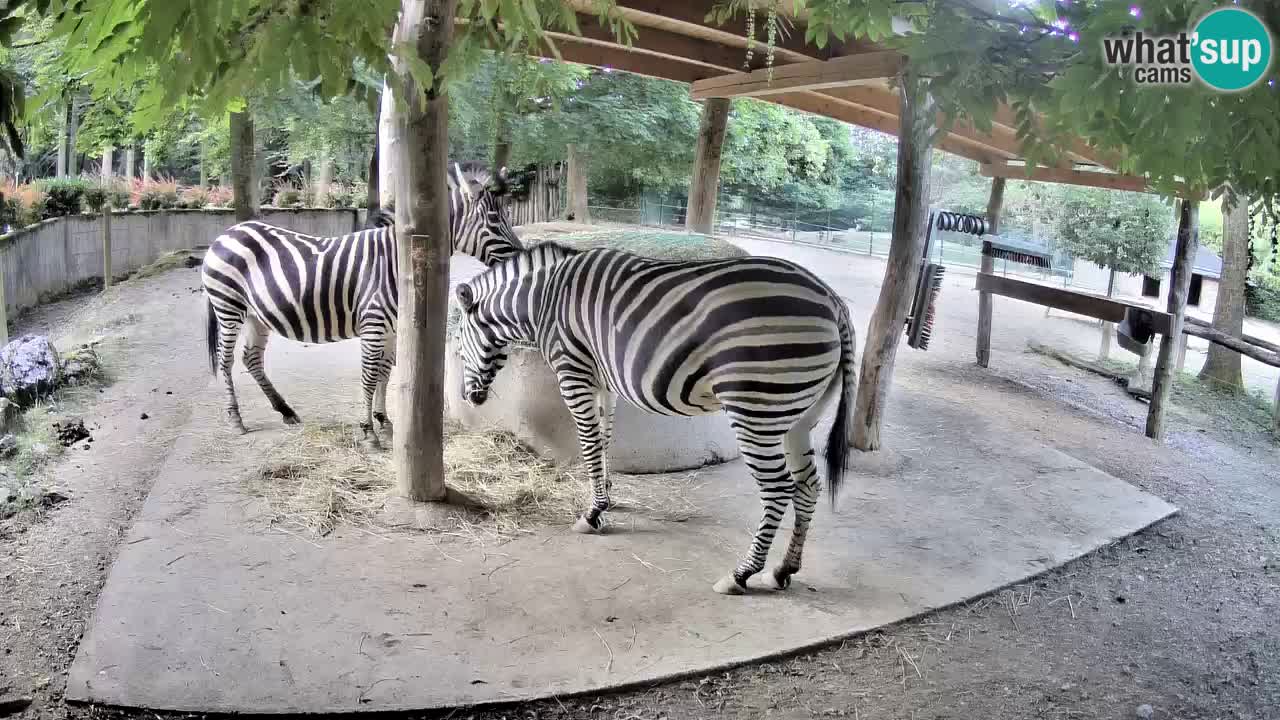 Camera en vivo Cebras in Ljubljana ZOO – Eslovenia