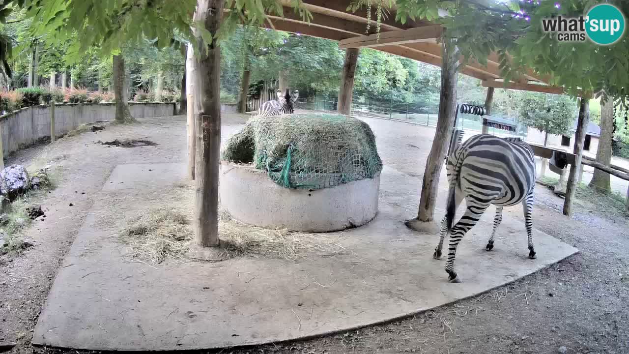 Live webcam Zebras in Ljubljana ZOO – Slovenia