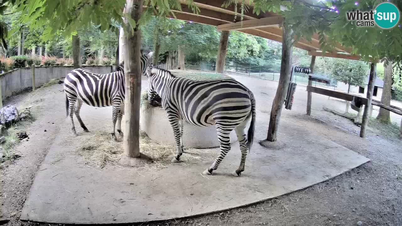 Live webcam Zebras in Ljubljana ZOO – Slovenia