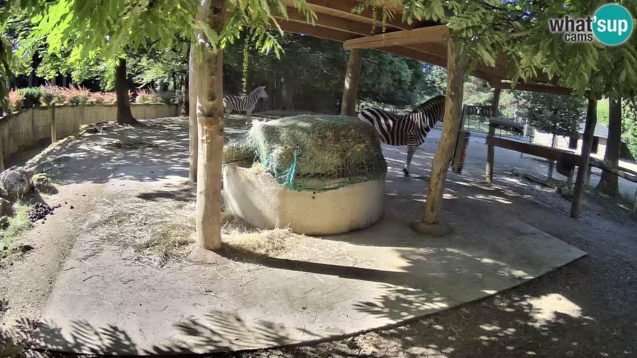 Zebre v živo v živalskem vrtu Ljubljana ZOO spletne kamere