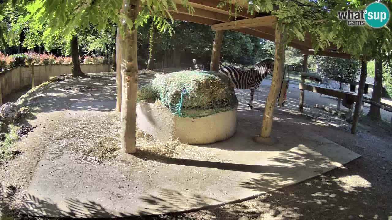 Live webcam Zebras in Ljubljana ZOO – Slovenia