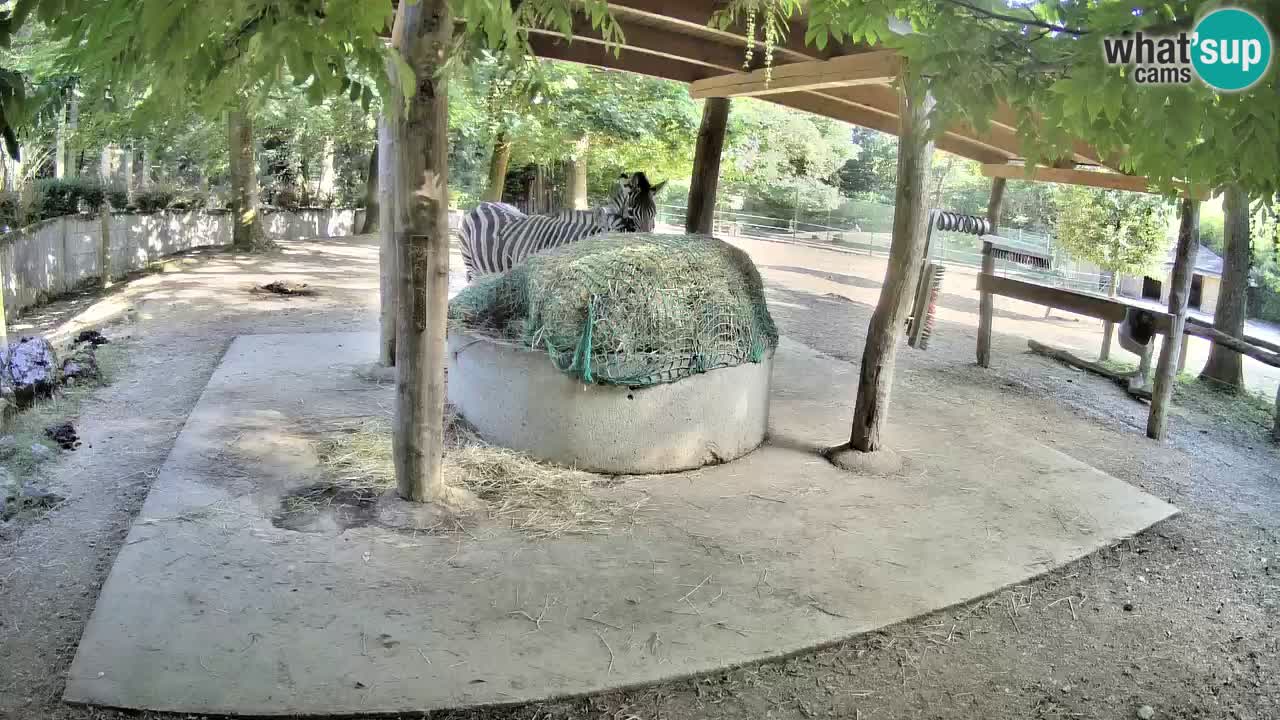 Web kamera uživo Zebras u ZOO Ljubljana – Slovenija