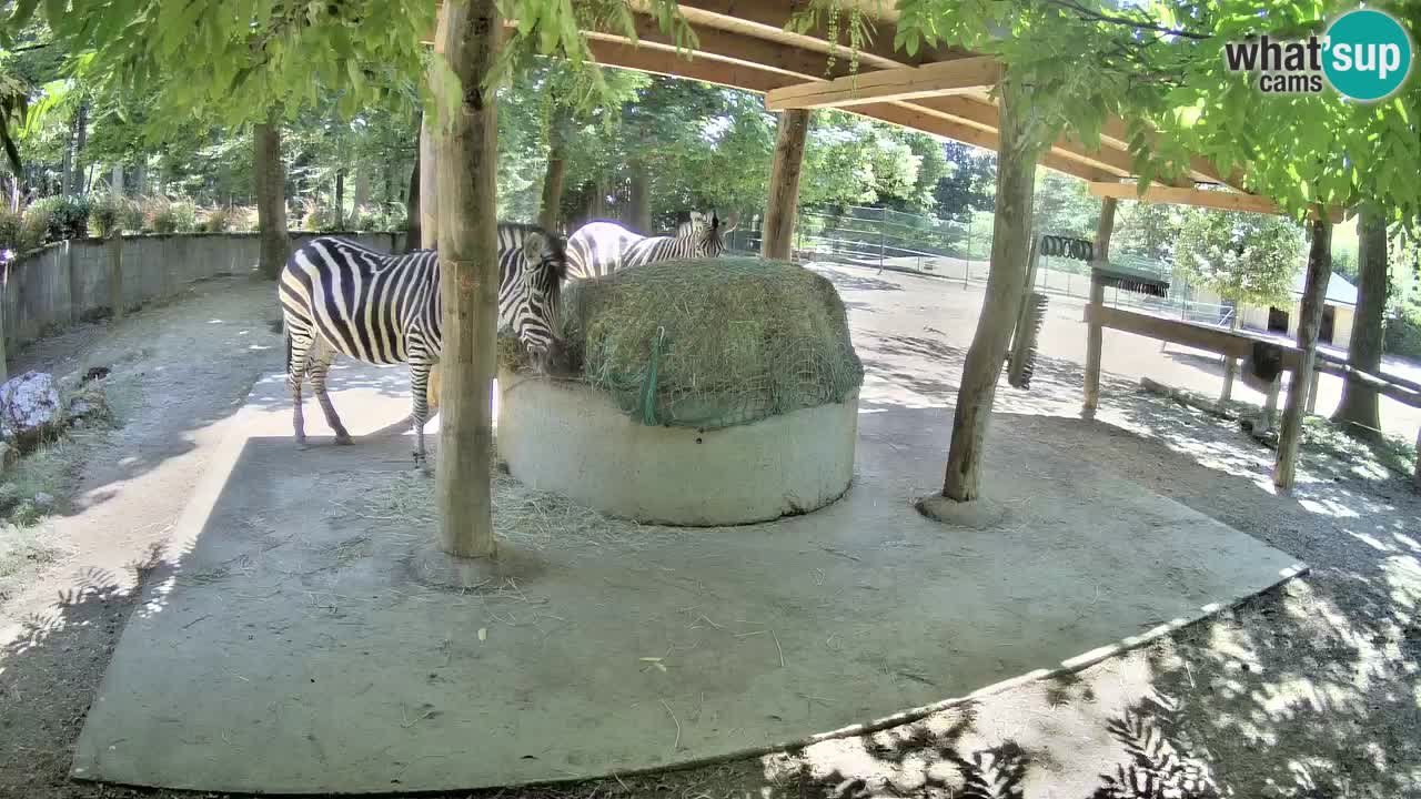 Live webcam Zebras in Ljubljana ZOO – Slovenia