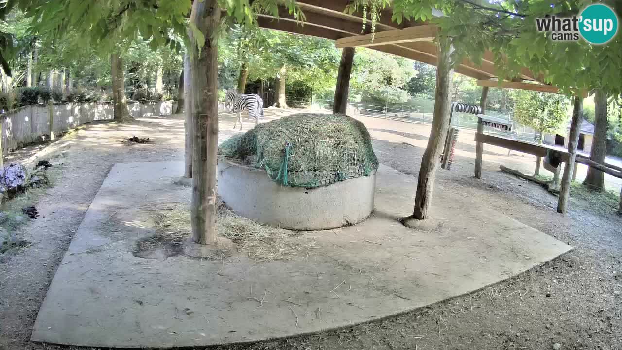 Live Webcam Zebras in Ljubljana ZOO – Slowenien