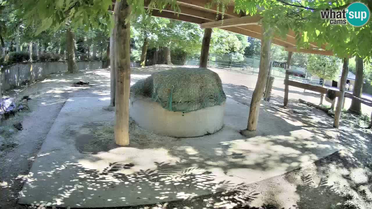 Zebre v živo v živalskem vrtu Ljubljana ZOO spletne kamere