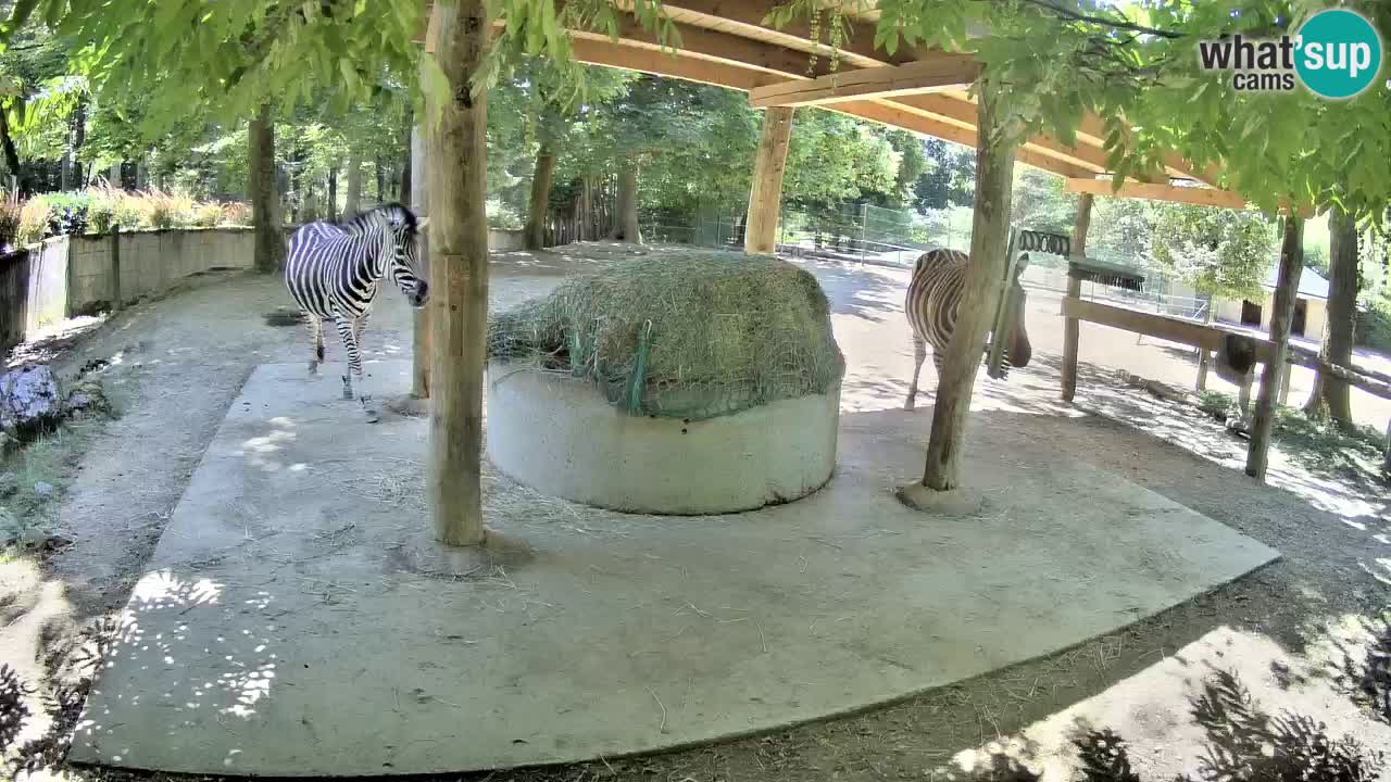Live webcam Zebras in Ljubljana ZOO – Slovenia