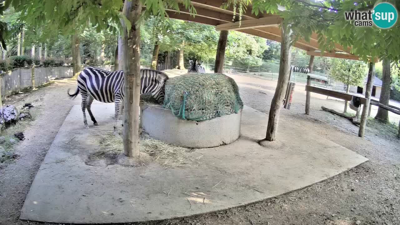 Web kamera uživo Zebras u ZOO Ljubljana – Slovenija