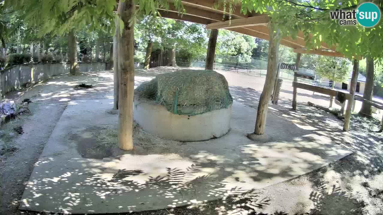 Zebre v živo v živalskem vrtu Ljubljana ZOO spletne kamere