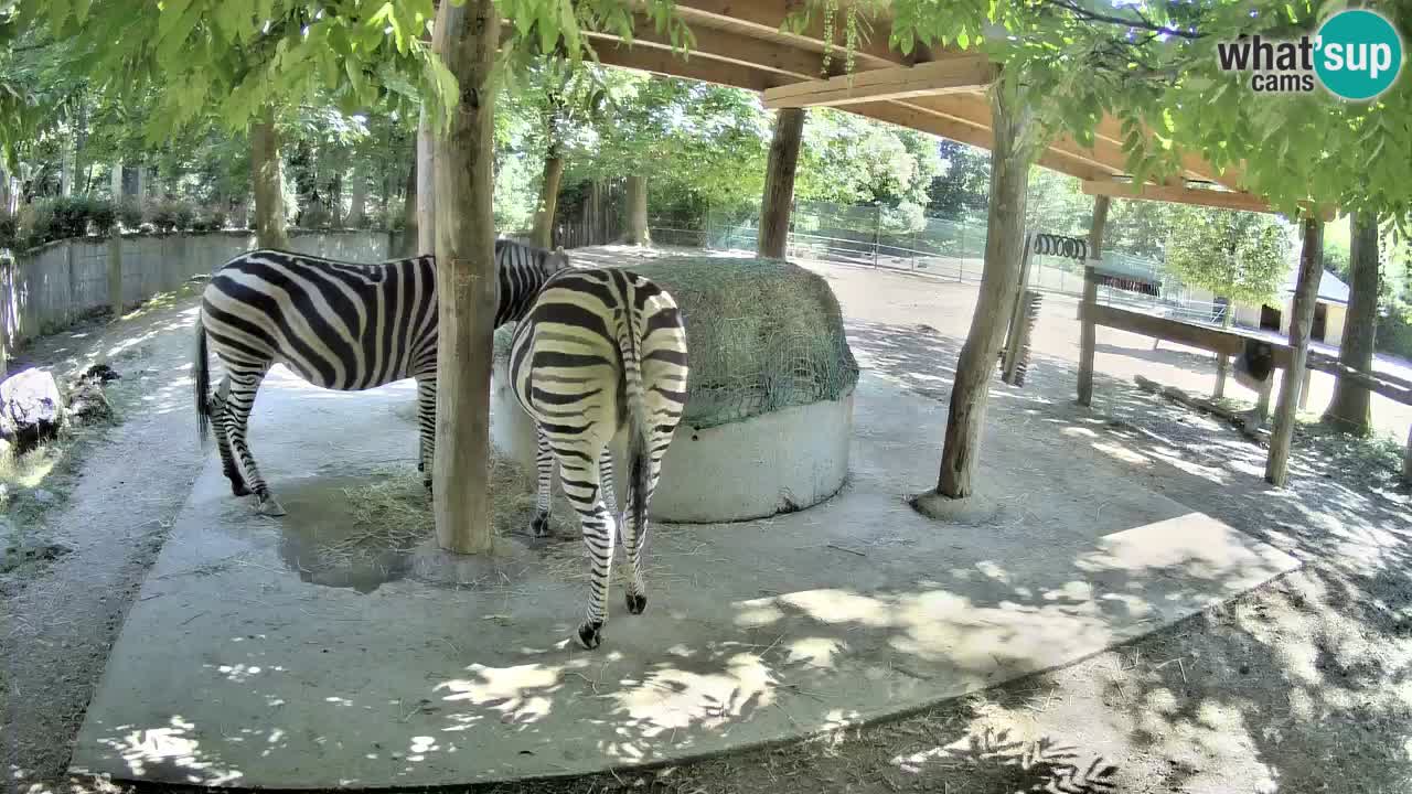 Camera en vivo Cebras in Ljubljana ZOO – Eslovenia
