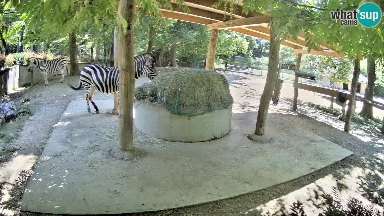 Web kamera uživo Zebras u ZOO Ljubljana – Slovenija