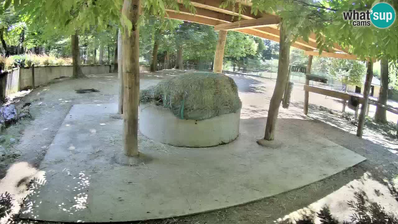 Live webcam Zebras in Ljubljana ZOO – Slovenia