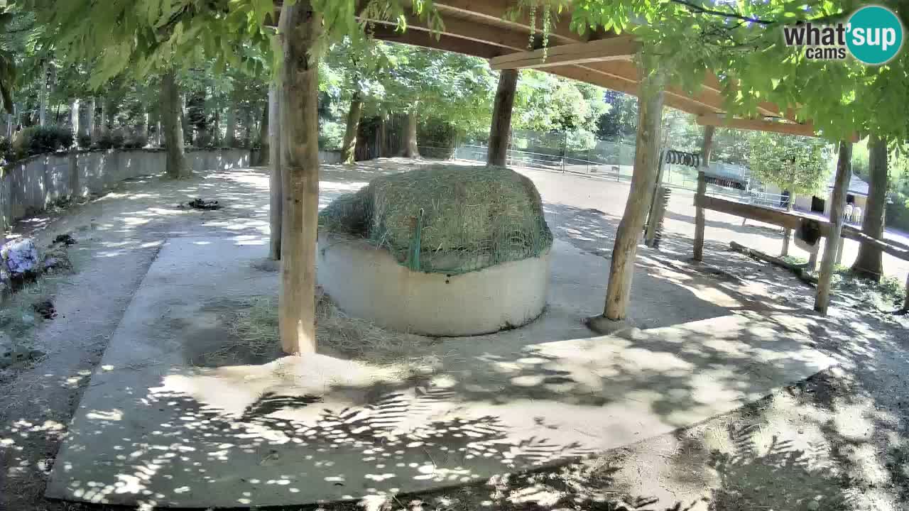 Camera en vivo Cebras in Ljubljana ZOO – Eslovenia