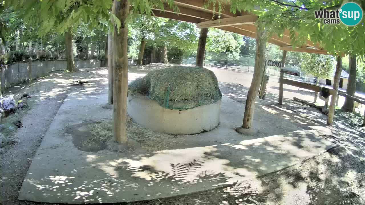 Live Webcam Zebras in Ljubljana ZOO – Slowenien
