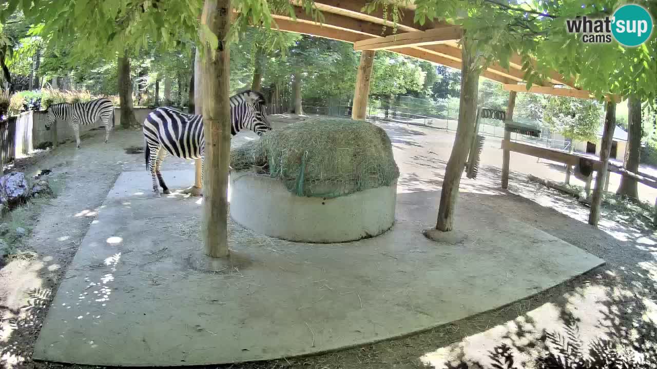 Live Webcam Zebras in Ljubljana ZOO – Slowenien