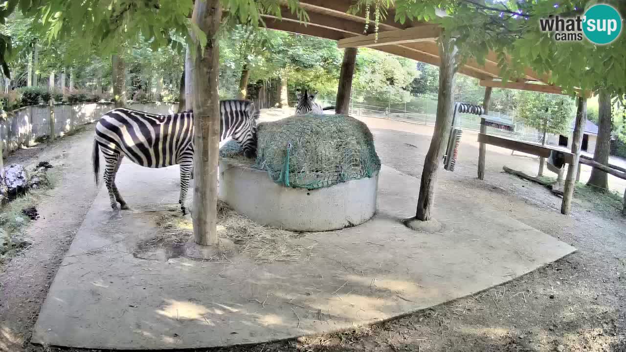 Zebre v živo v živalskem vrtu Ljubljana ZOO spletne kamere