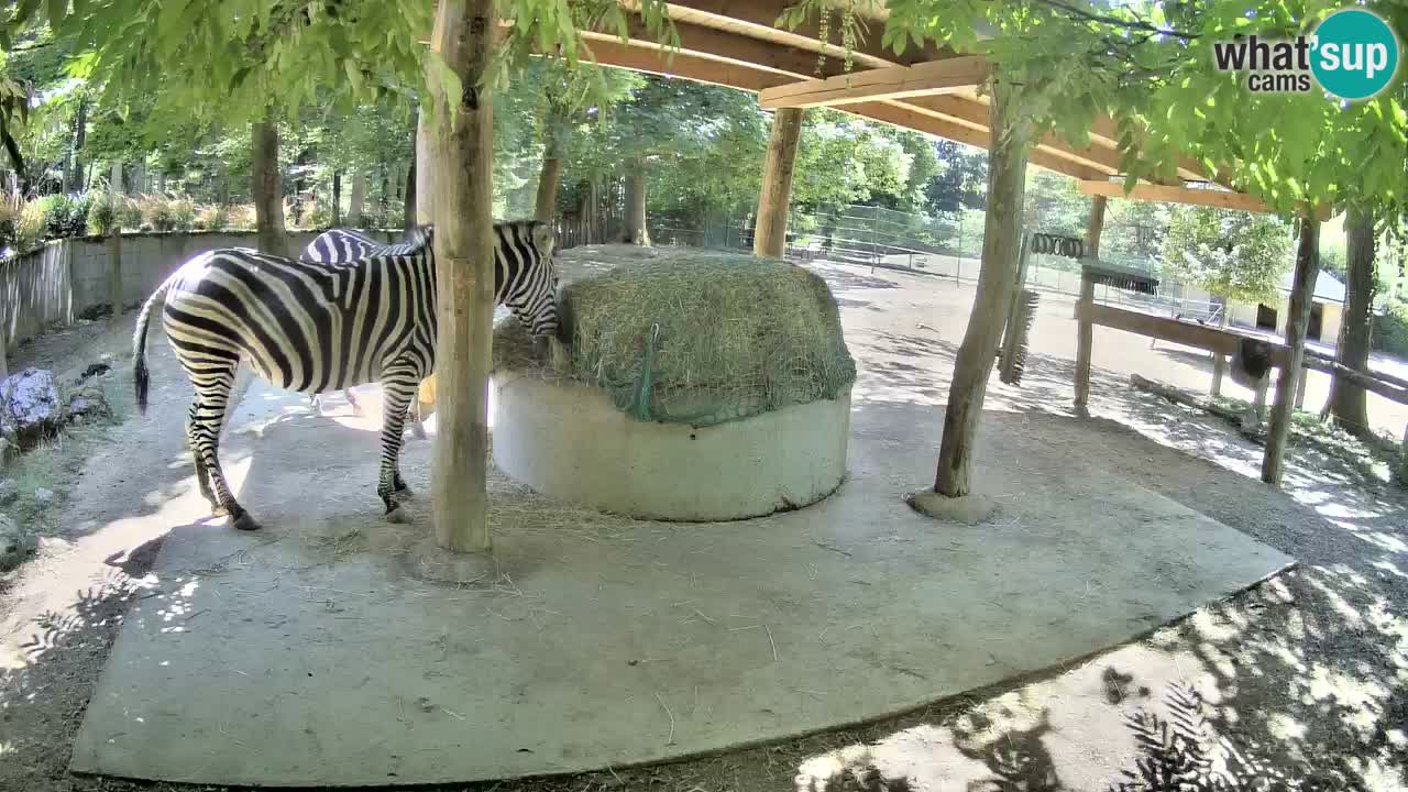 Live webcam Les zèbres in Ljubljana ZOO – Slovénie