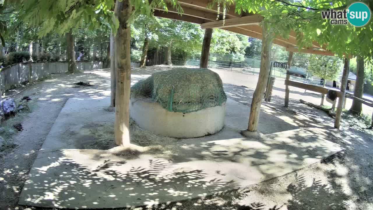 Live Webcam Zebras in Ljubljana ZOO – Slowenien