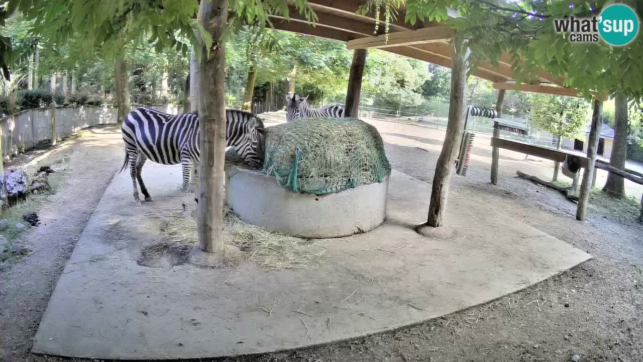 Le Zebre nello ZOO di Ljubljana – Slovenia Live webcam