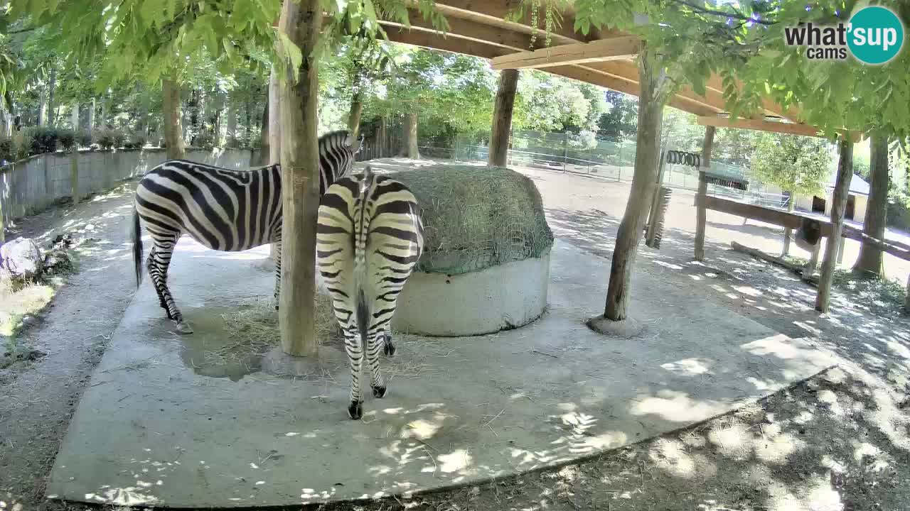 Live webcam Zebras in Ljubljana ZOO – Slovenia