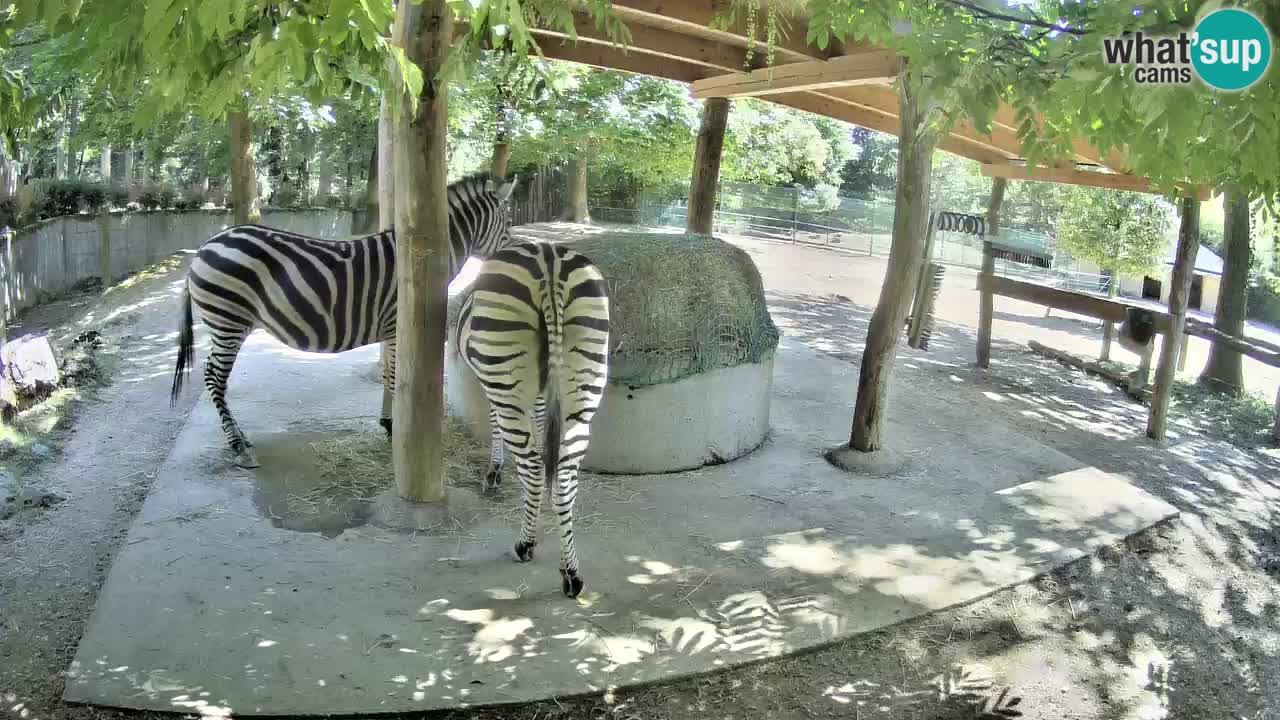 Le Zebre nello ZOO di Ljubljana – Slovenia Live webcam