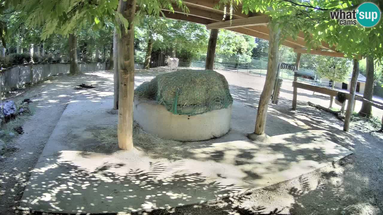 Zebre v živo v živalskem vrtu Ljubljana ZOO spletne kamere