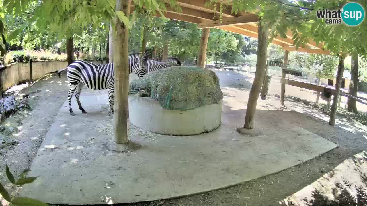 Camera en vivo Cebras in Ljubljana ZOO – Eslovenia