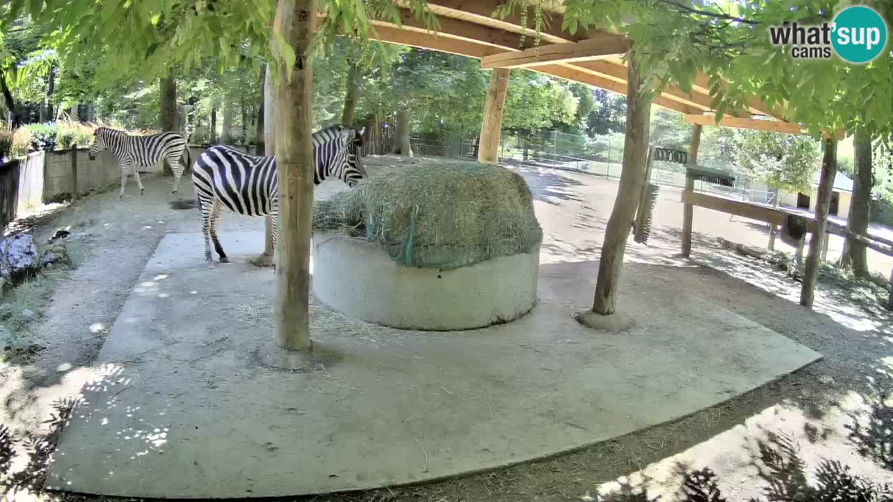Web kamera uživo Zebras u ZOO Ljubljana – Slovenija