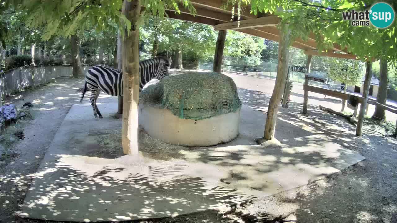 Camera en vivo Cebras in Ljubljana ZOO – Eslovenia